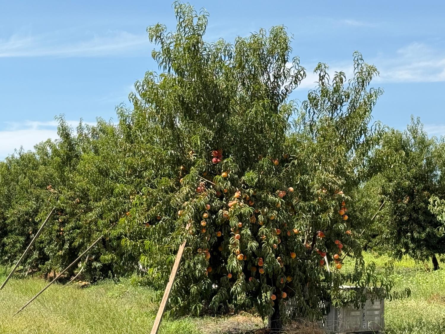 5820 Yosemite Boulevard