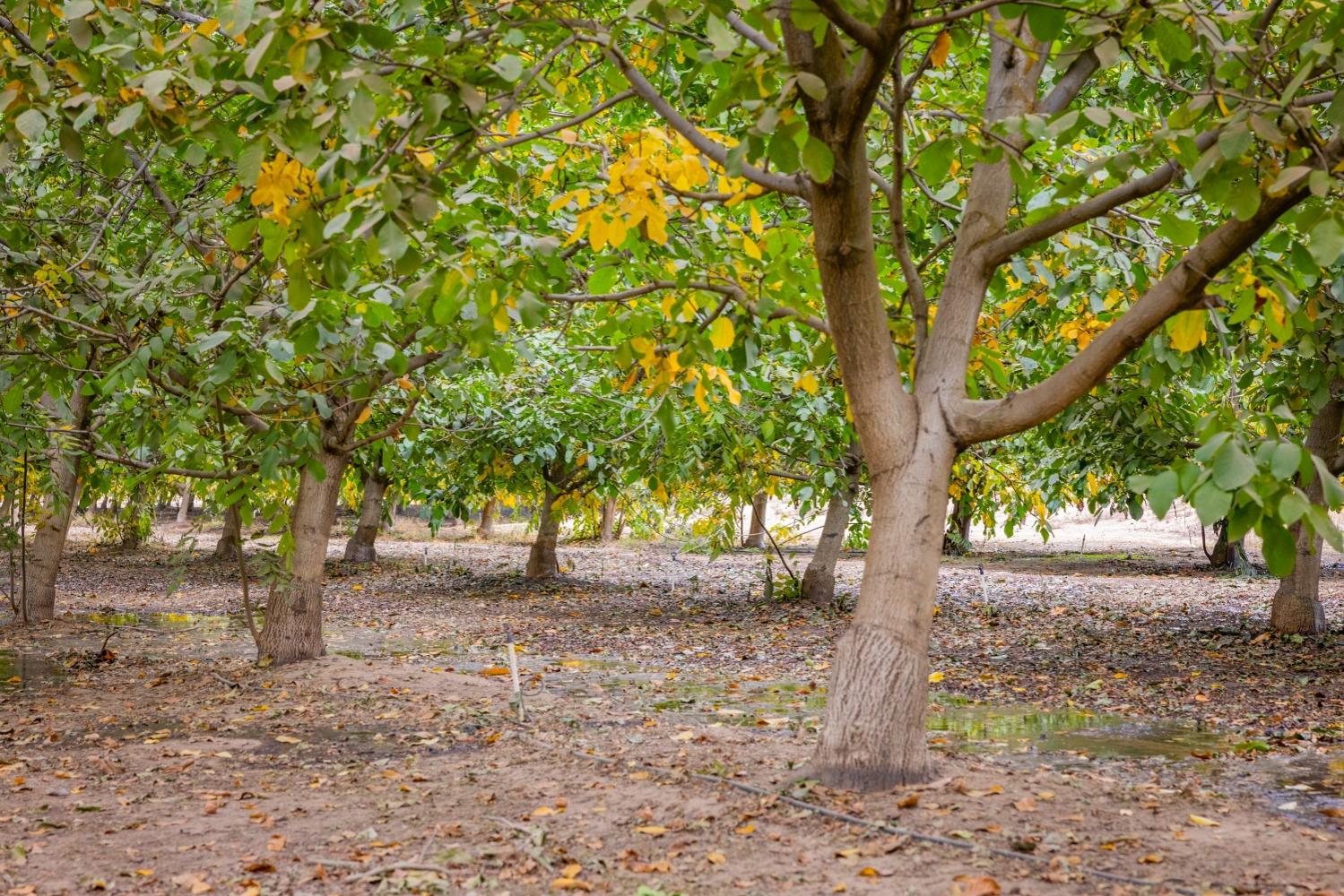 24608 Yosemite Boulevard