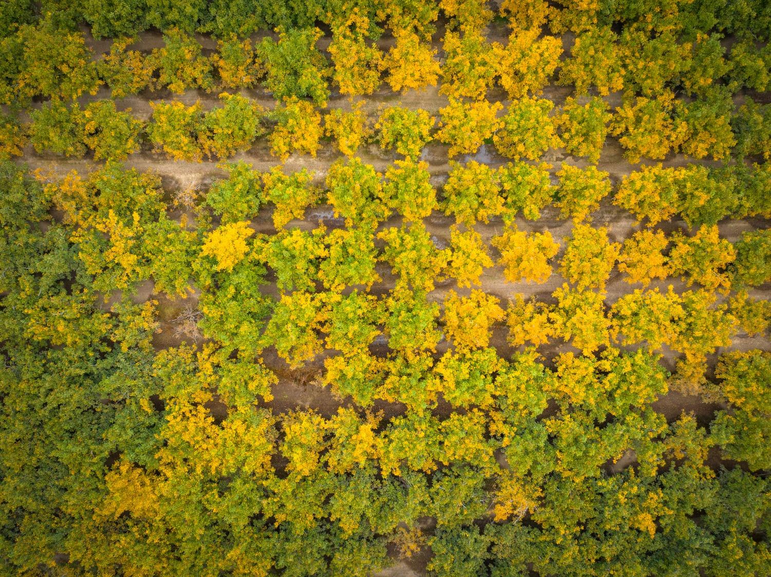 24608 Yosemite Boulevard