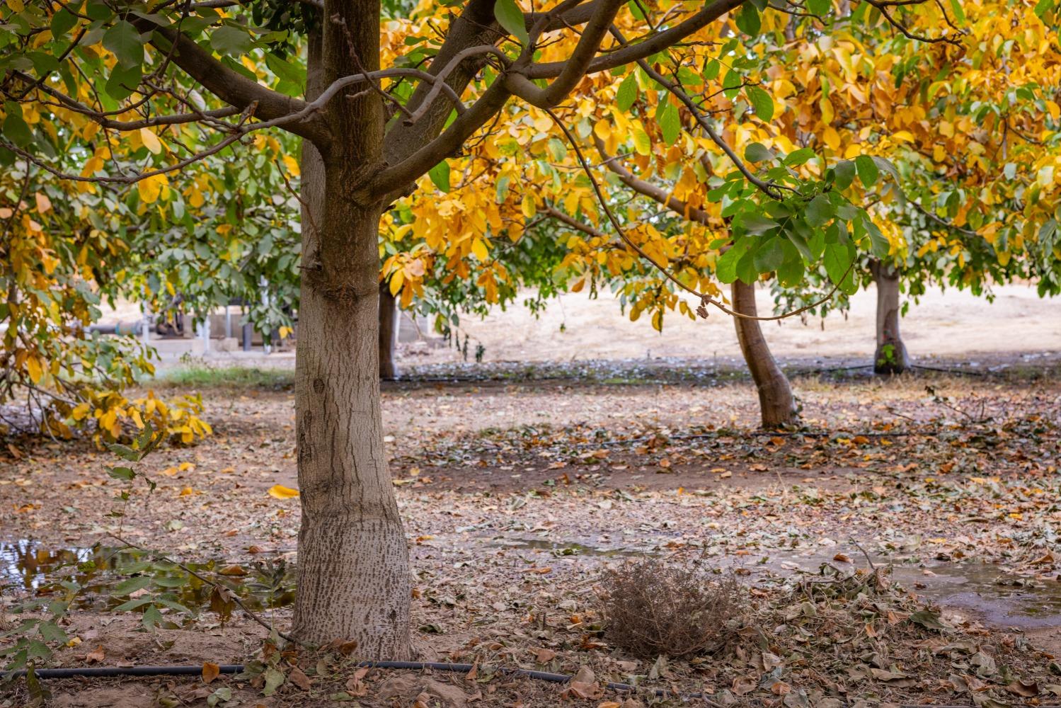 24608 Yosemite Boulevard