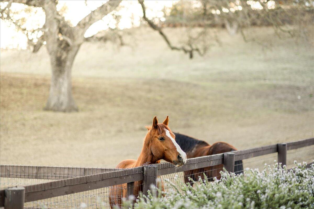 2279 Alamo Pintado Road