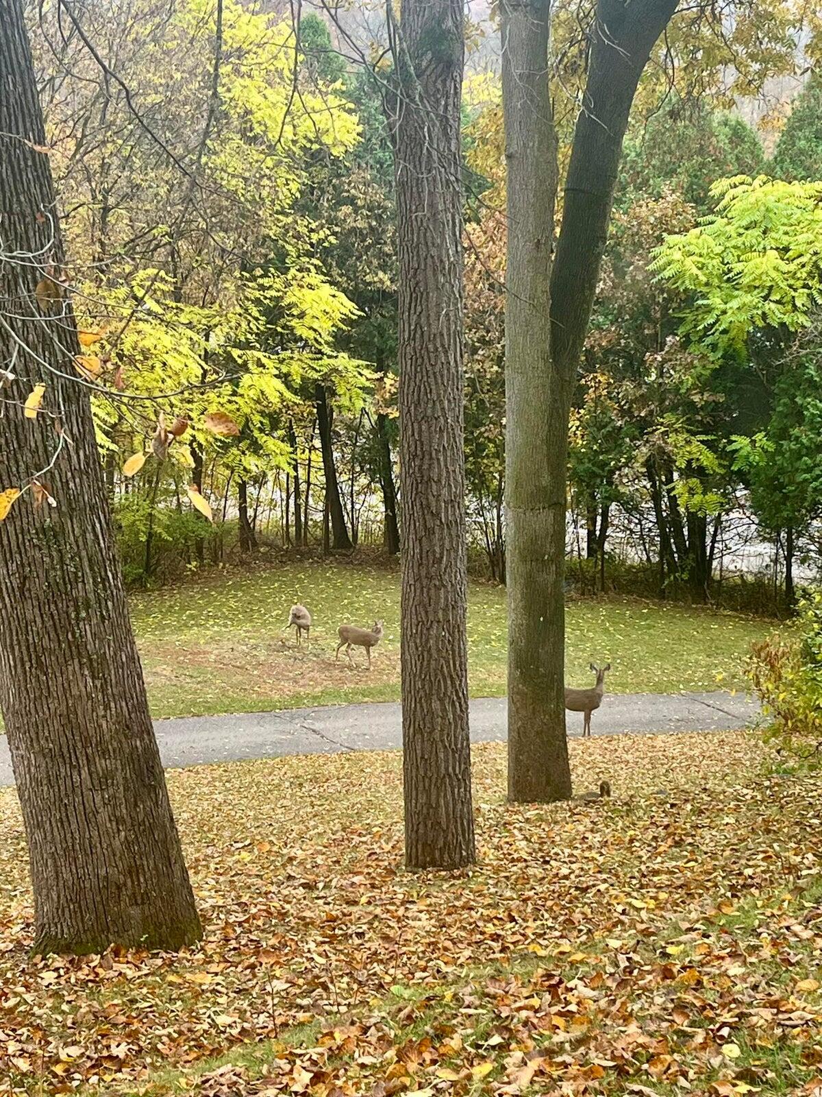 10505 Fulton Street E