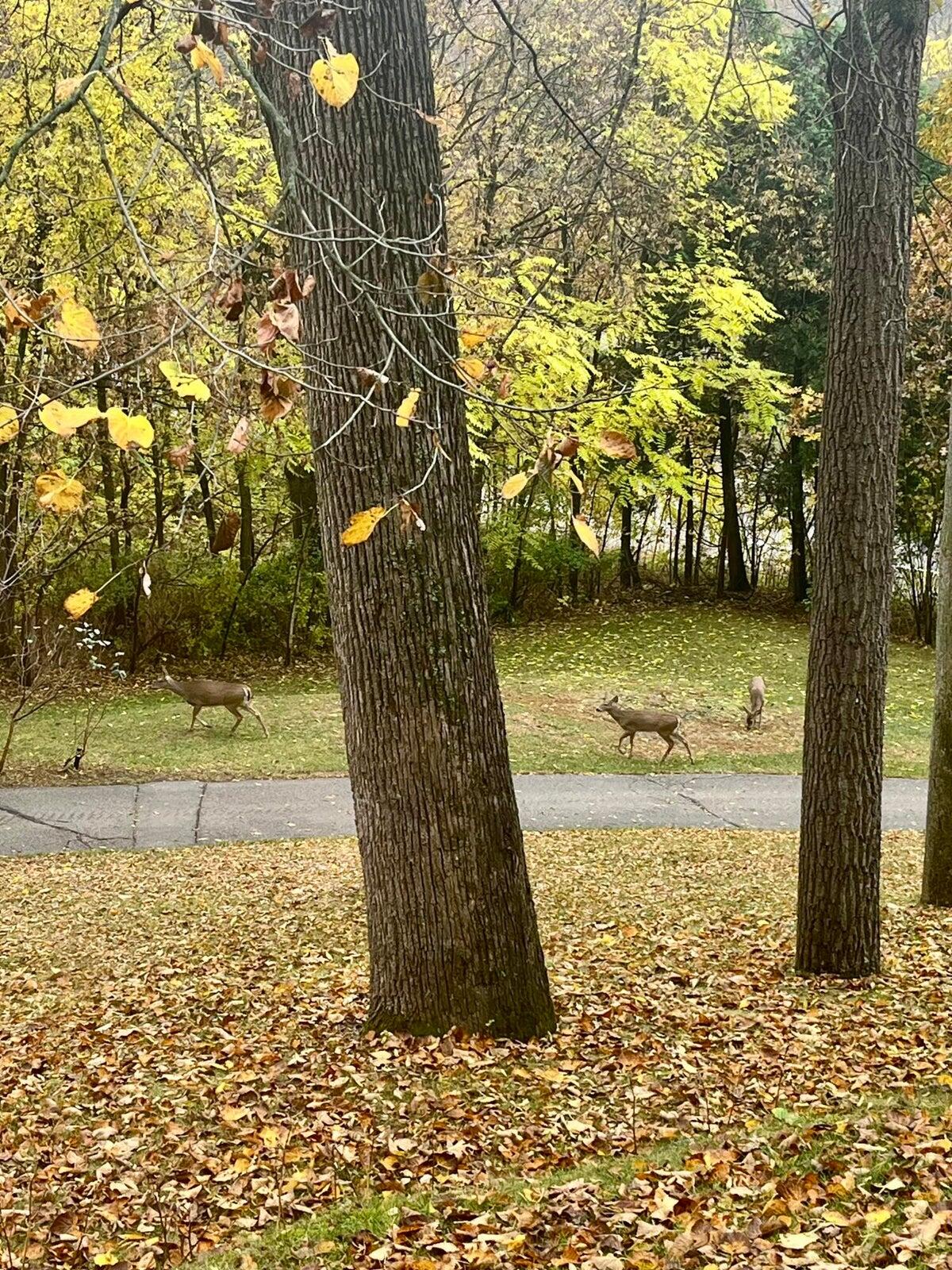 10505 Fulton Street E