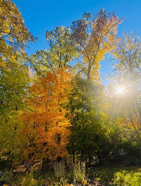 1154 Springwood Drive SE