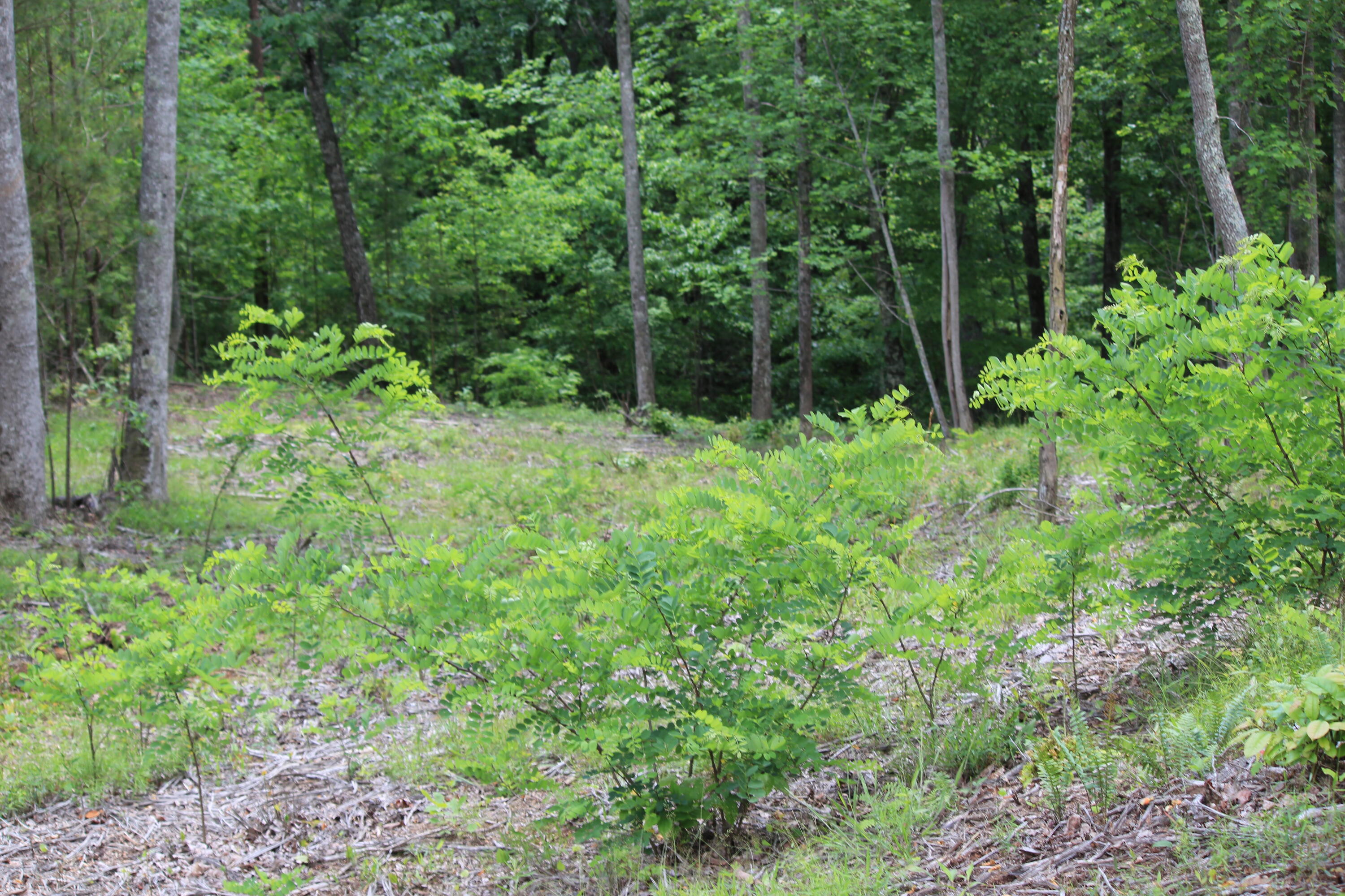 1395 Cherokee Path, Jf260