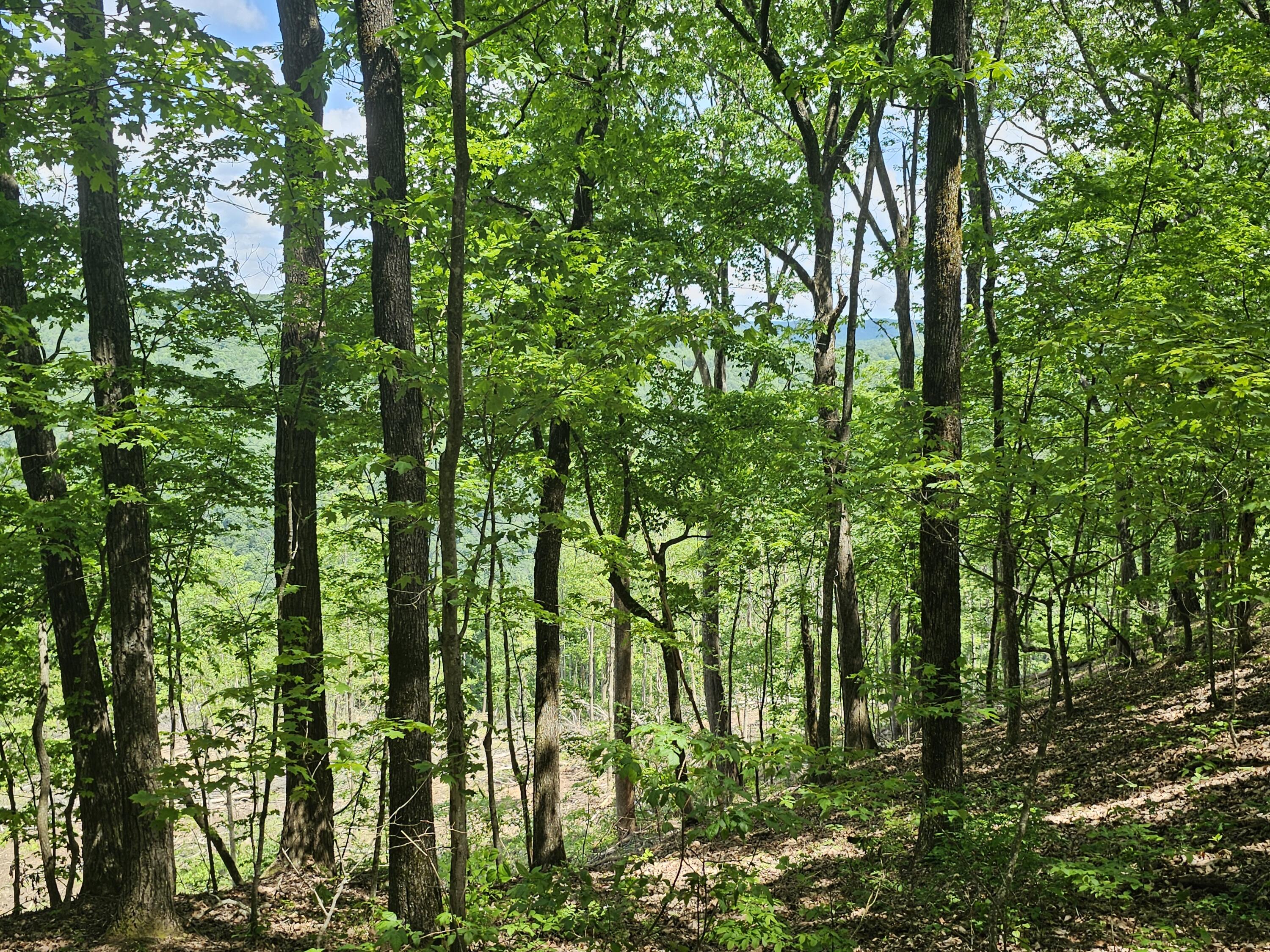 12 Higgenbottom Turnpike, 12