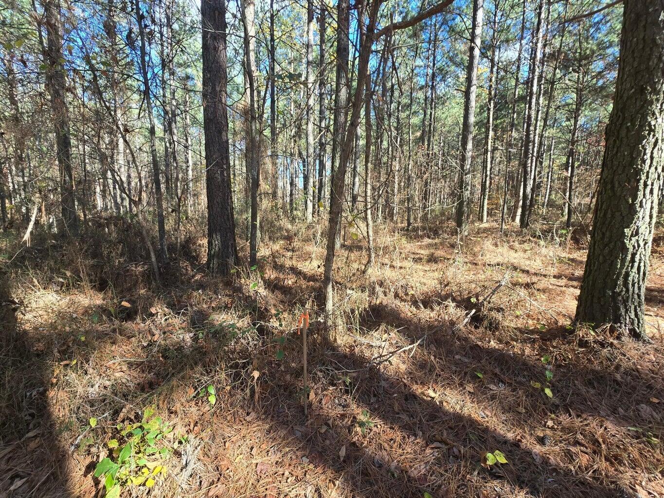 00 Melody Drive, 2054