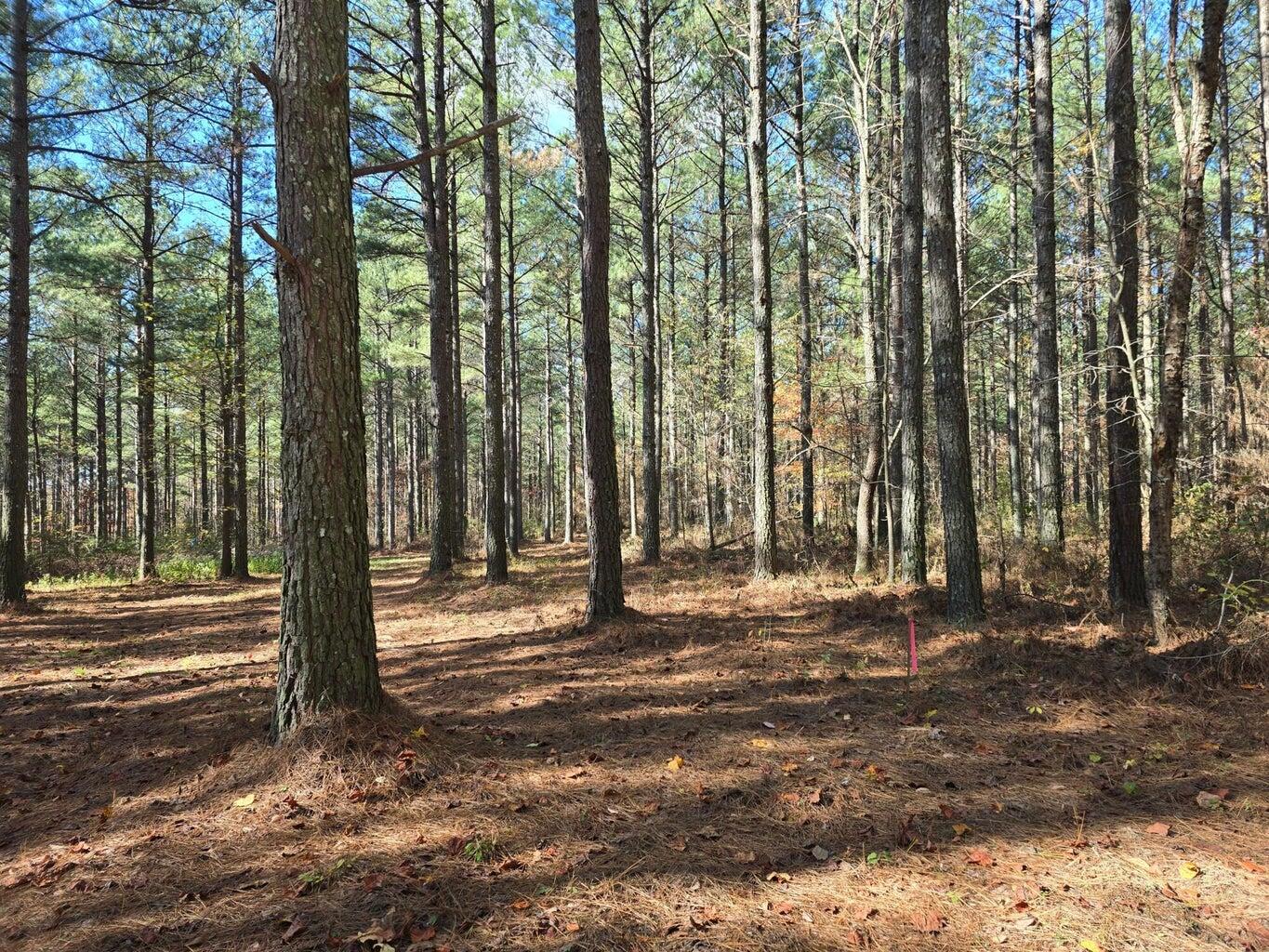 00 Melody Drive, 2054