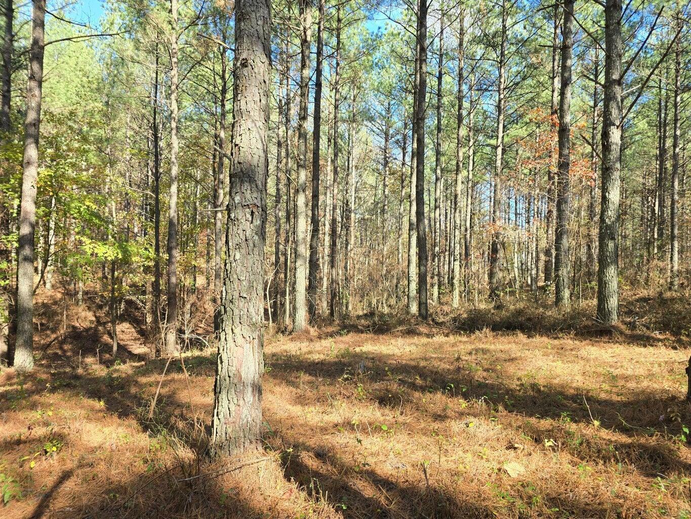 00 Melody Drive, 2054