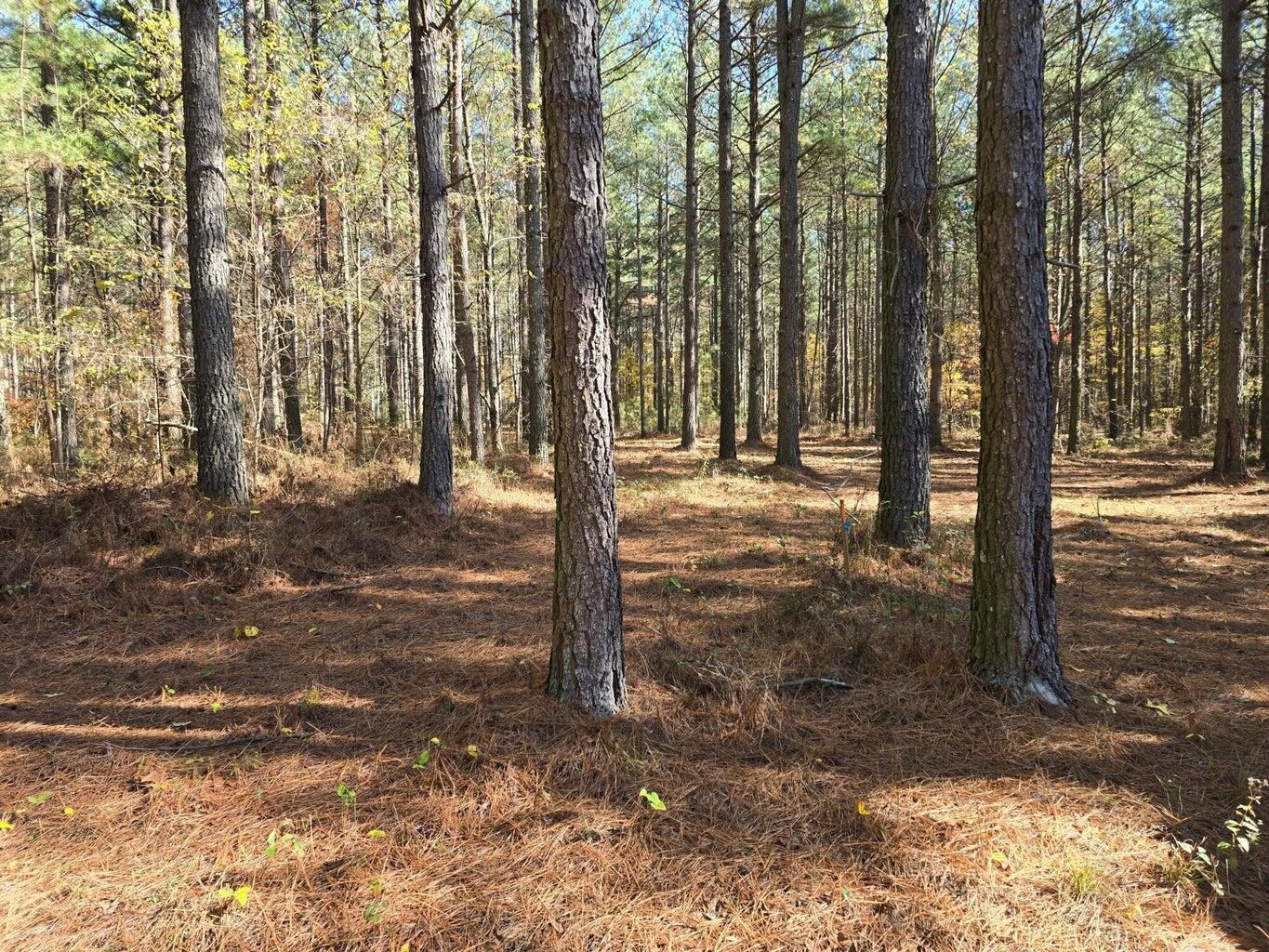 00 Melody Drive, 2054