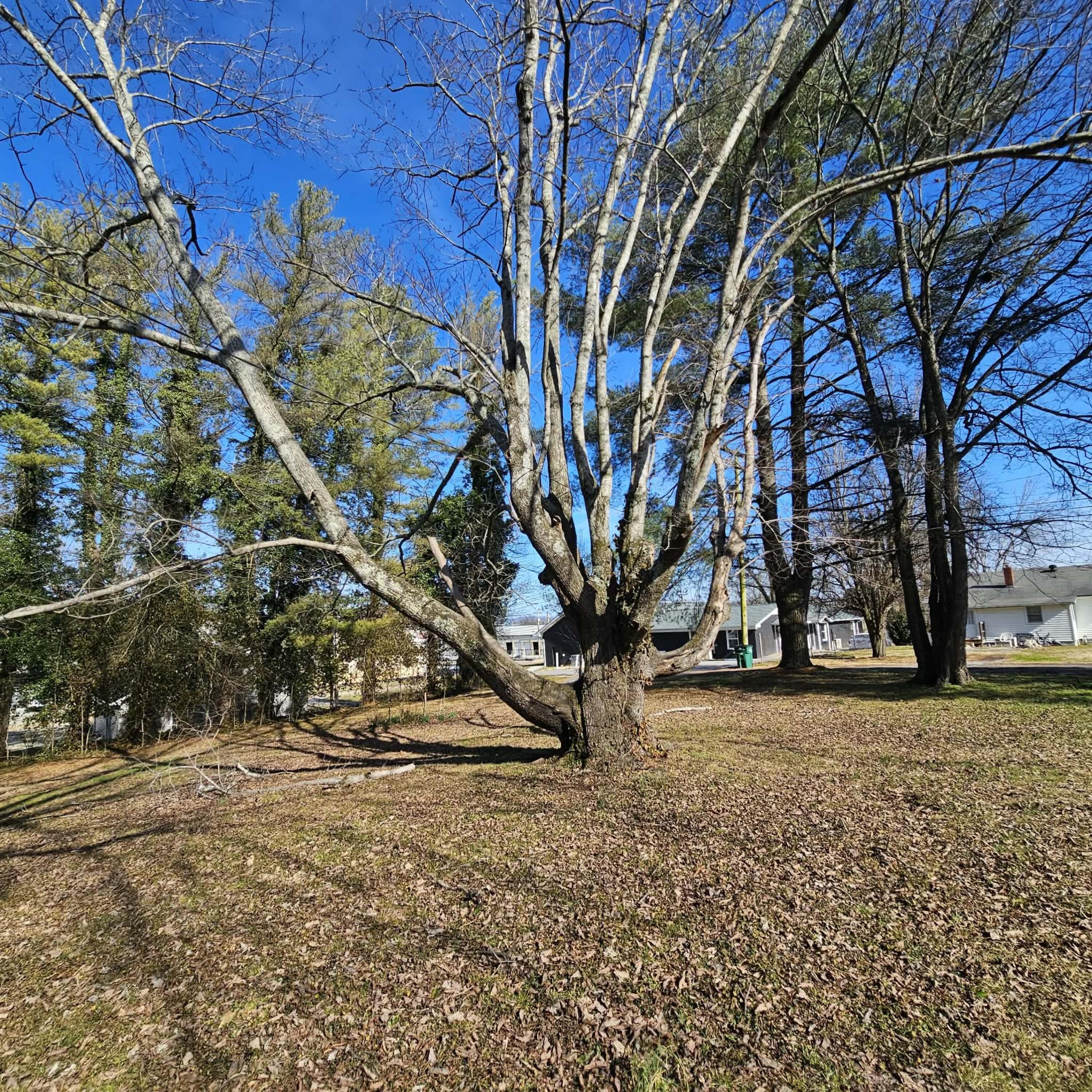 Lot 1-4 Holly Avenue