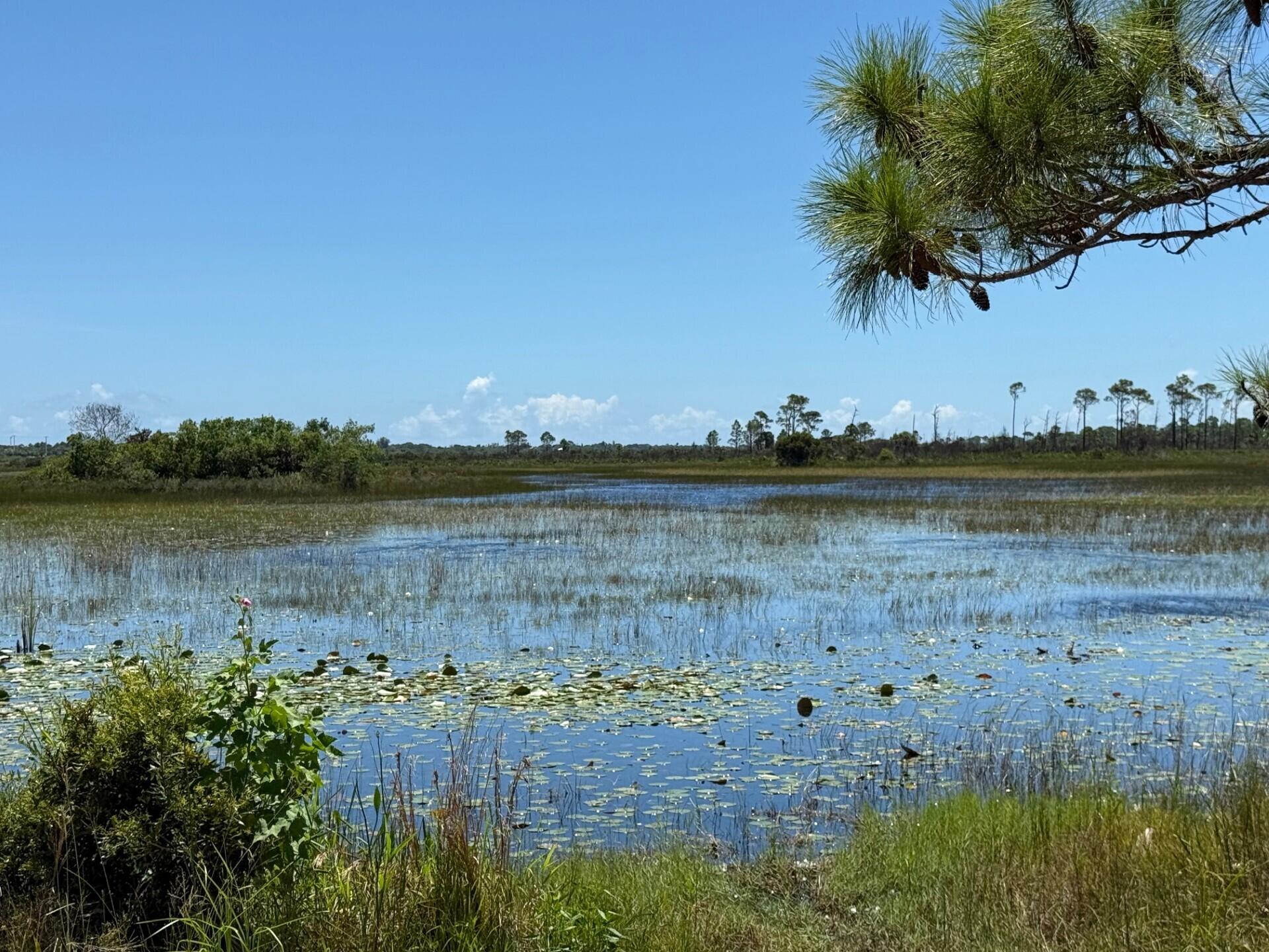 Marshy pond with lily pads and grasses, framed by a pine branch under a clear blue sky.