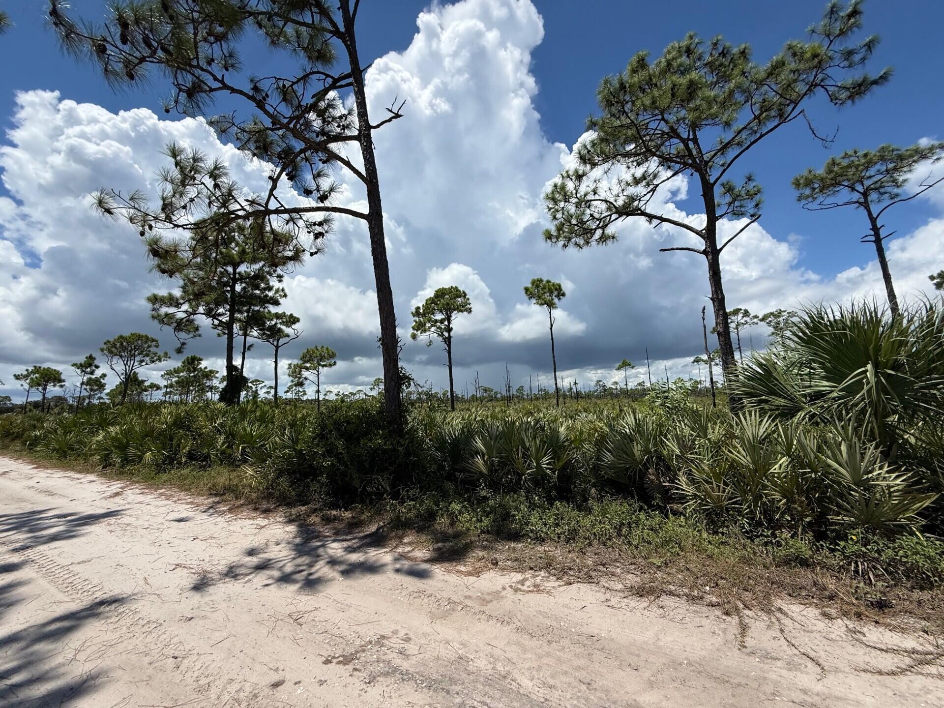 Wooded vacant lot with pine trees and palmetto scrub beside a sandy road.