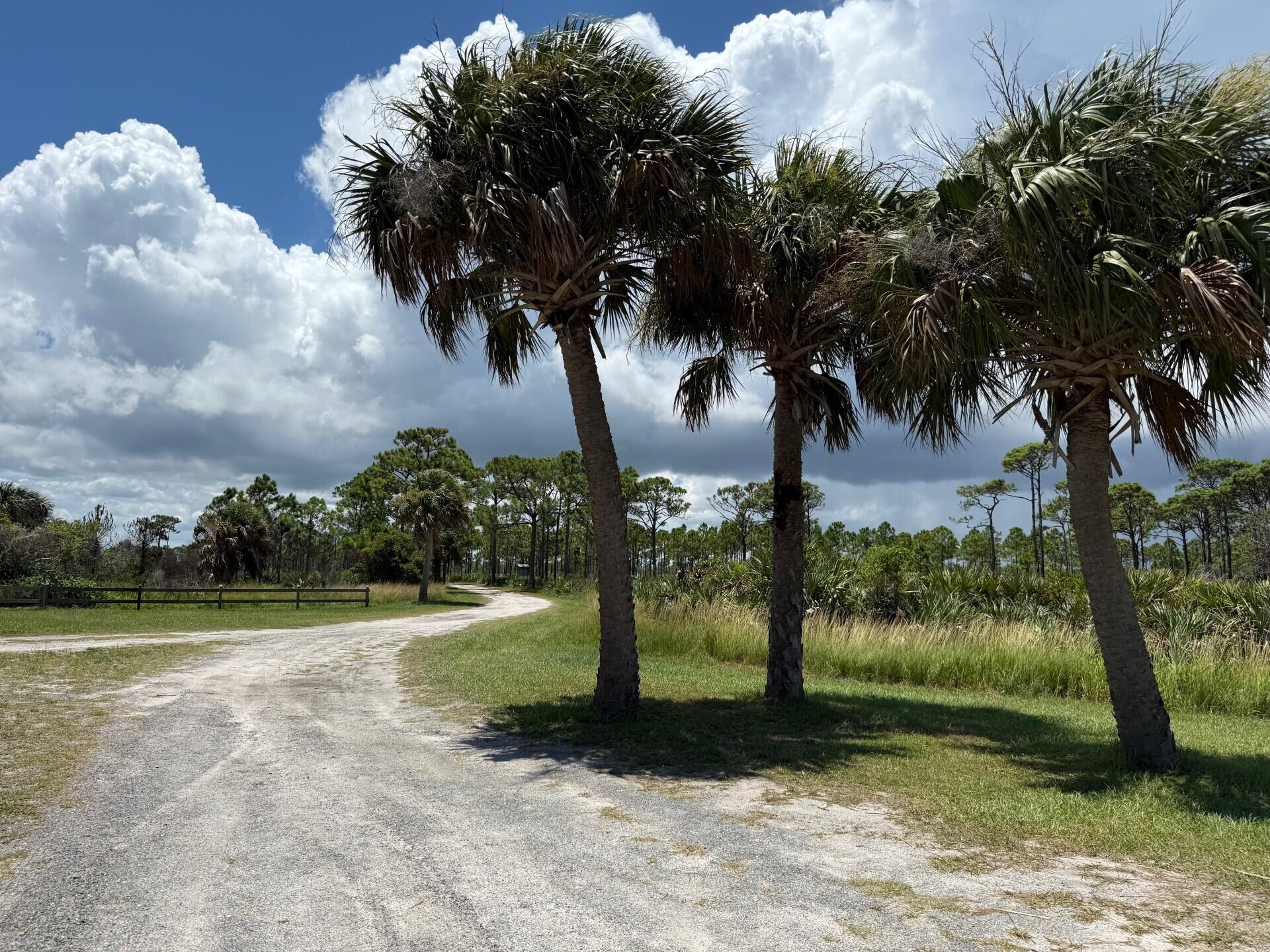 Gravel driveway curving past palm trees and grassy landscaping on a wooded property.