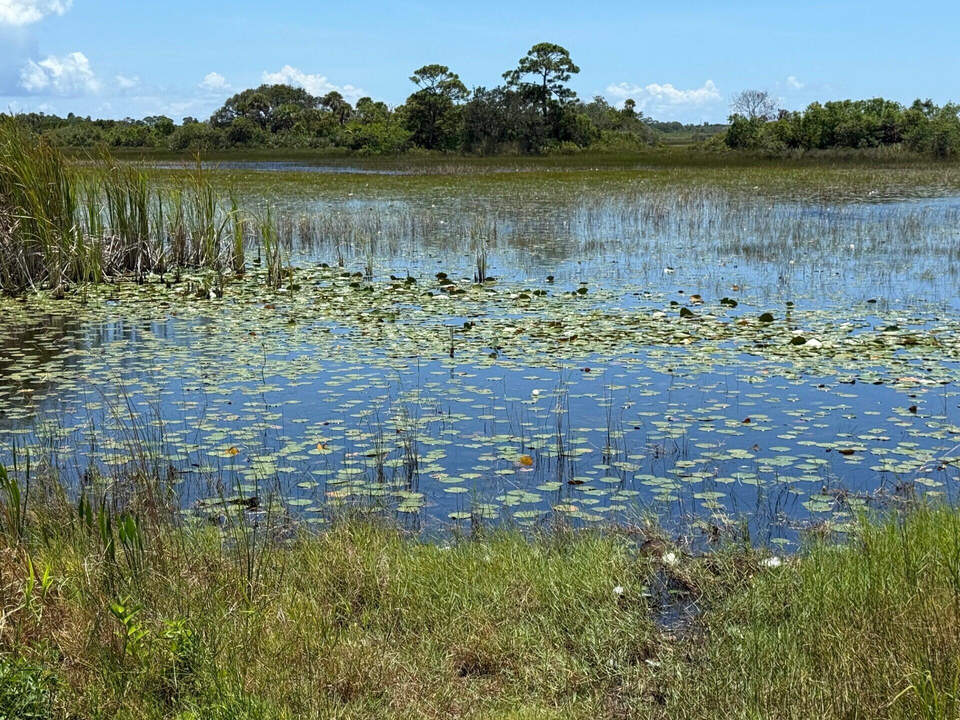 Lily-pad-covered pond bordered by grasses and trees.