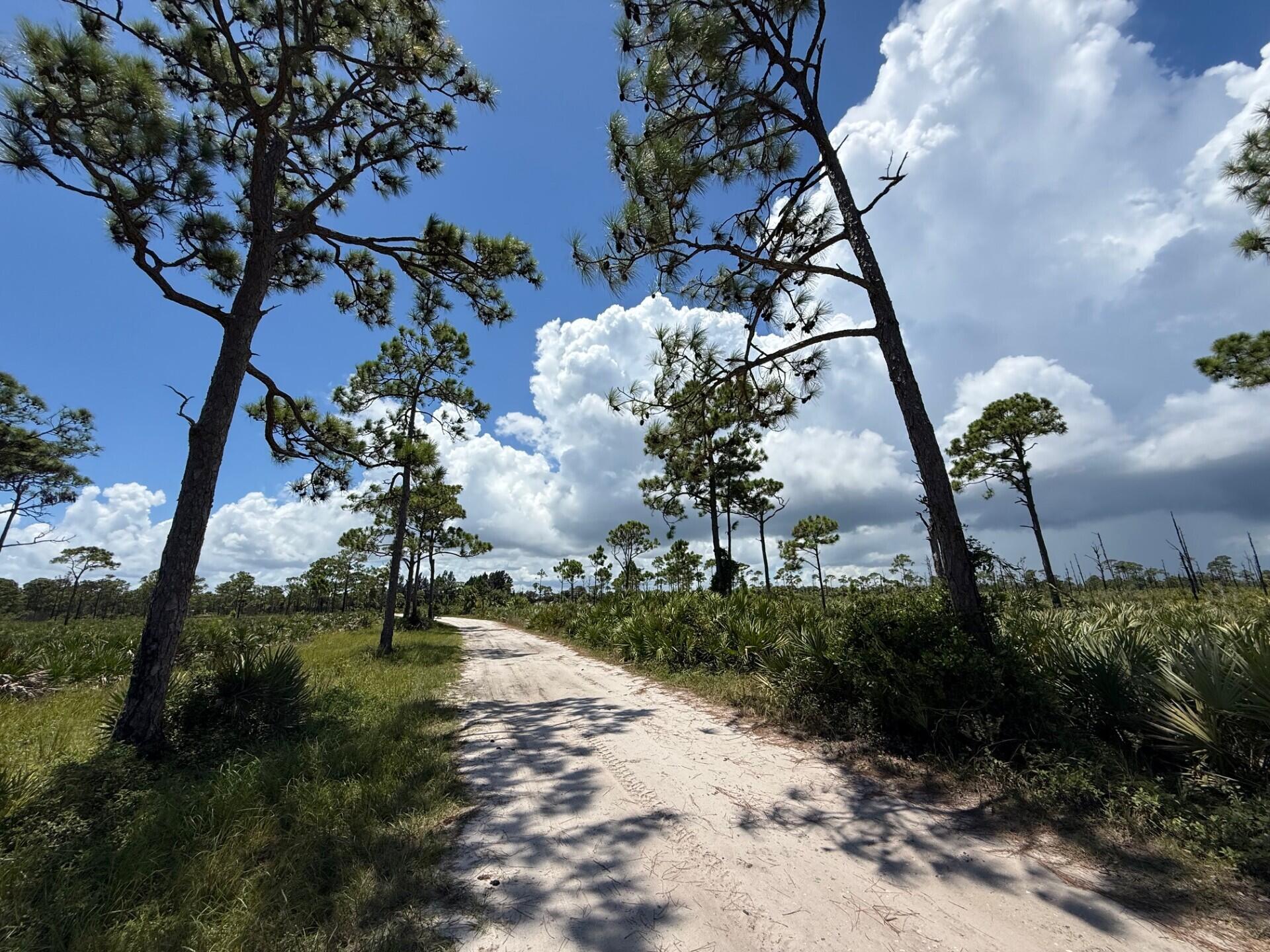 Sandy path winding through pine trees and low scrub on a vacant property.