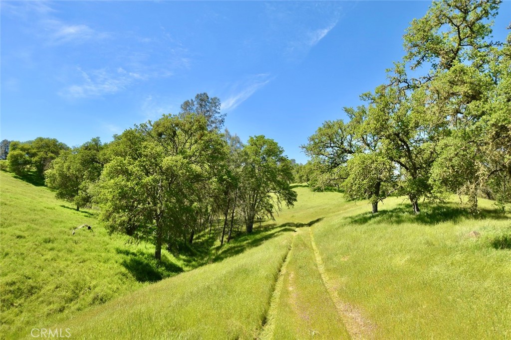 Rolling green land with mature oak trees and a narrow grassy track.