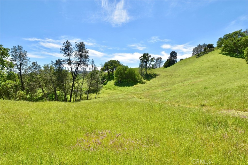 Rolling grassy hillside with scattered trees and wildflowers beneath a blue sky.