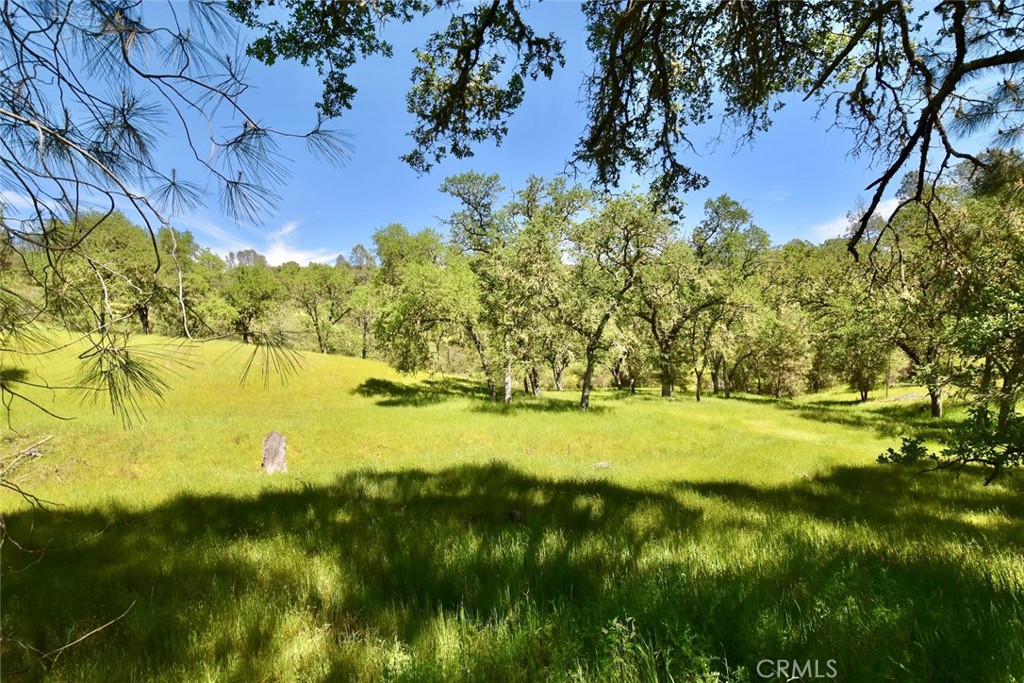 Grassy rural clearing surrounded by oak trees, with pine branches framing the view.