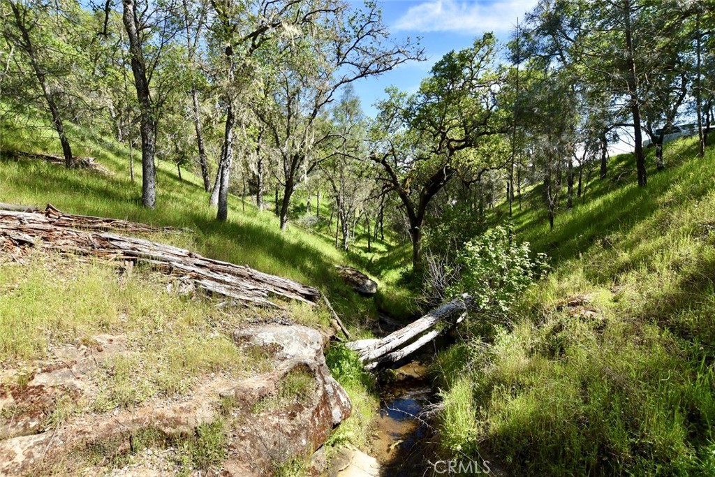 A small creek winds through a grassy, wooded hillside scattered with rocks and fallen logs.