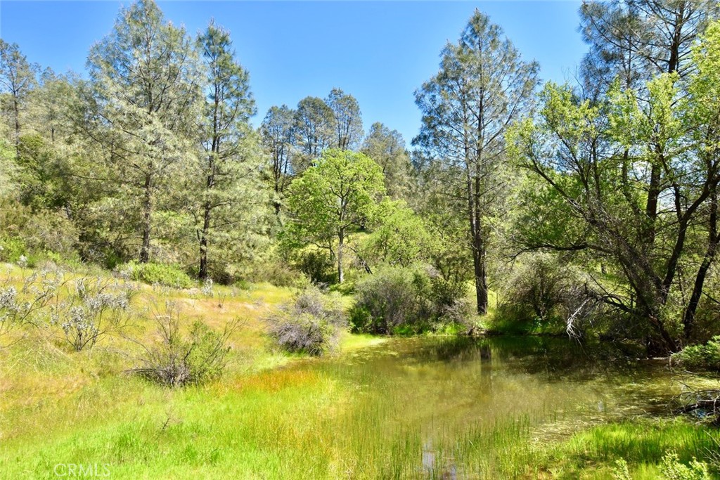 Wooded property with a small pond surrounded by grasses and mature trees.