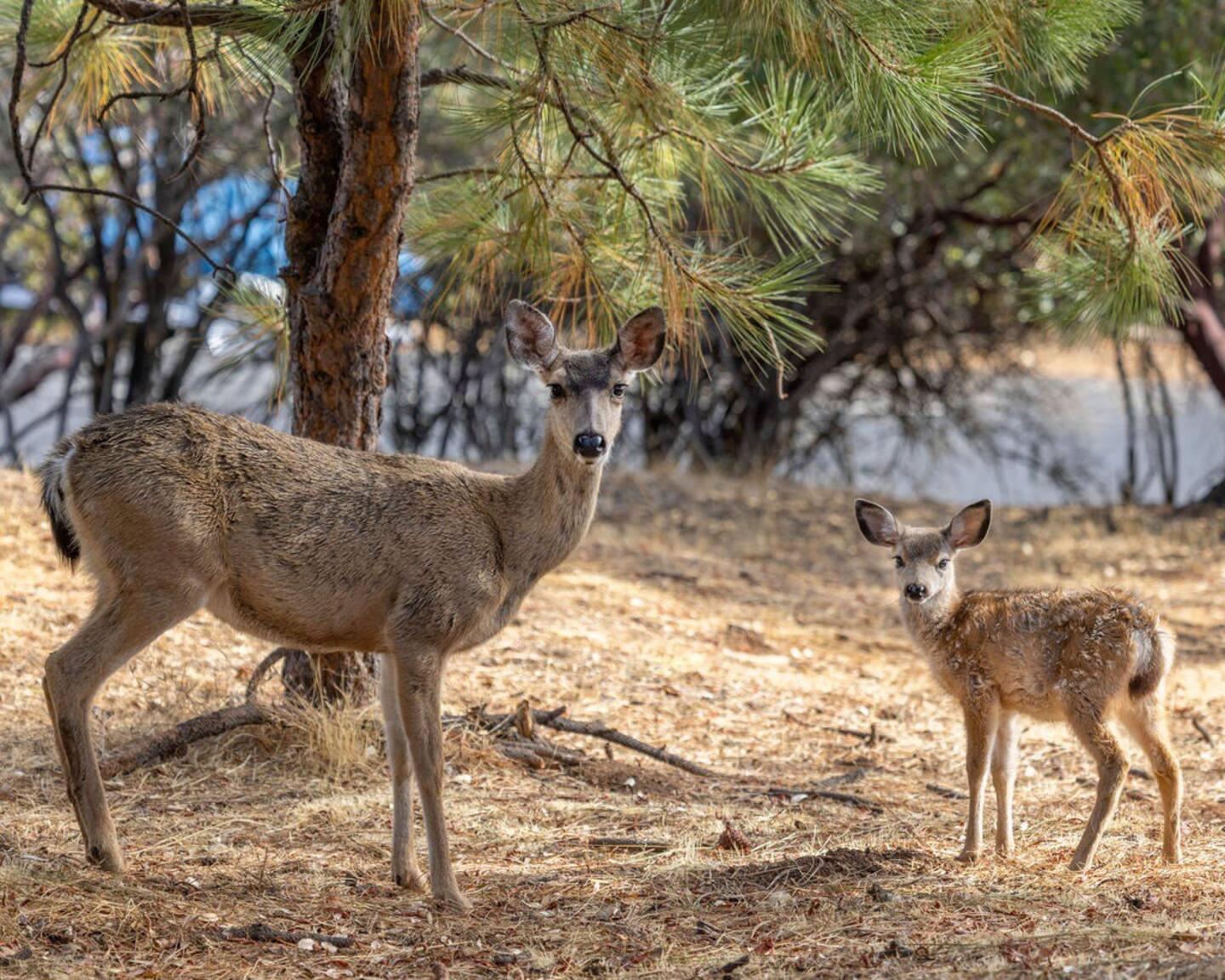 19976 Ridgecrest Way