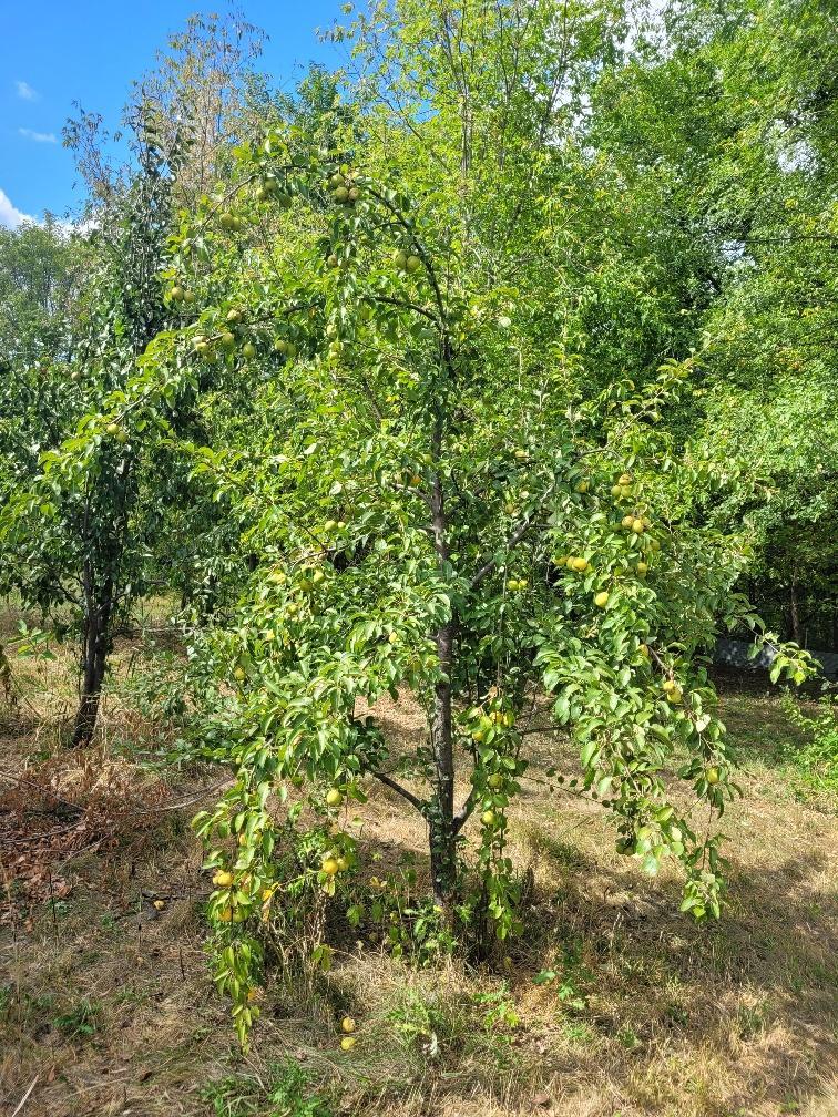 15100 W 250th Street