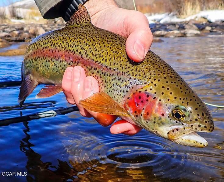 23 Wild Strawberry Drive #6