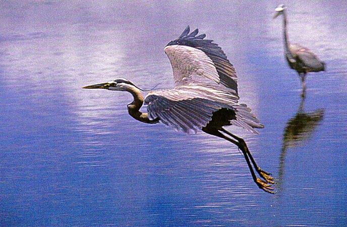 7 Pelican Point