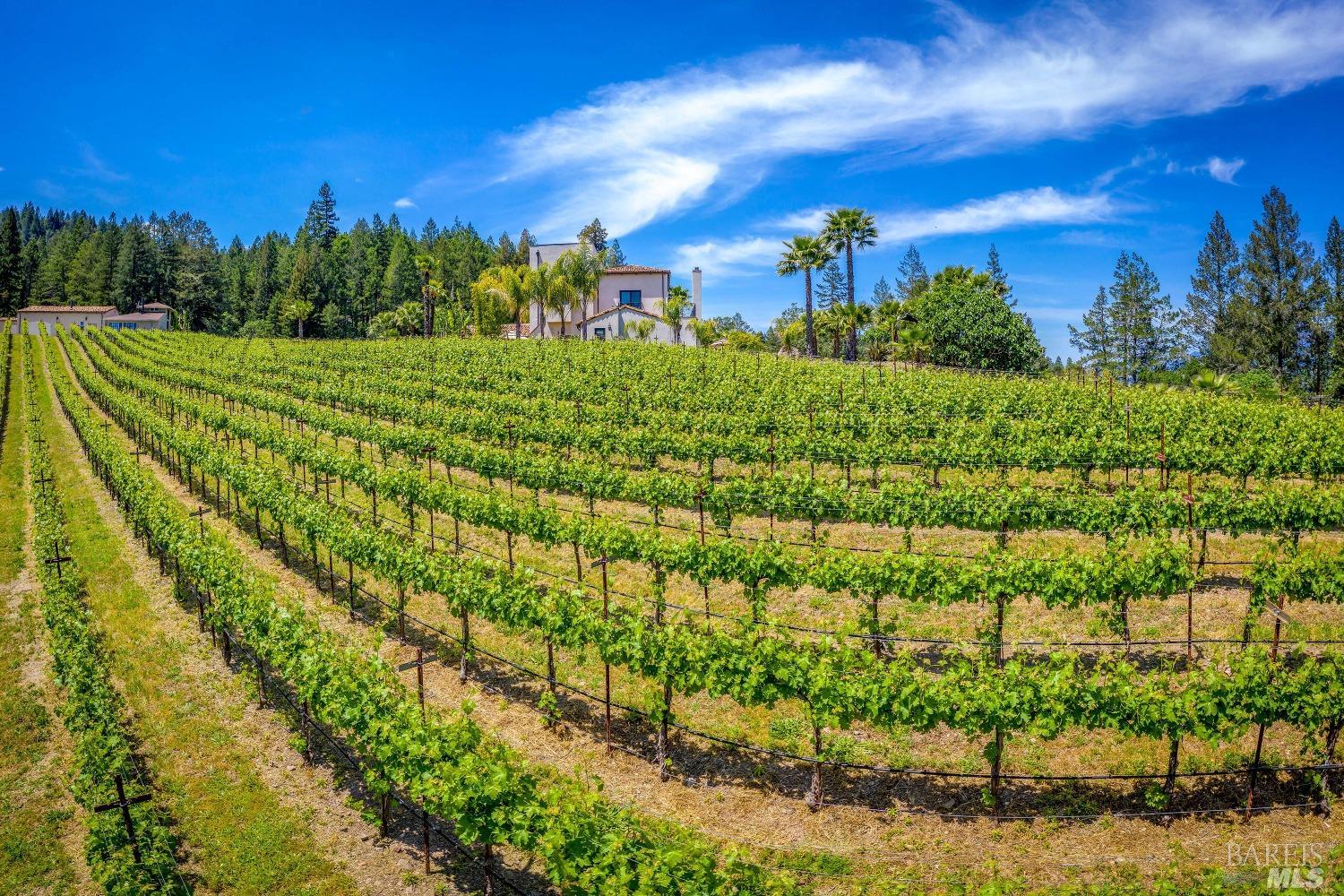 Modern European Vineyard Estate