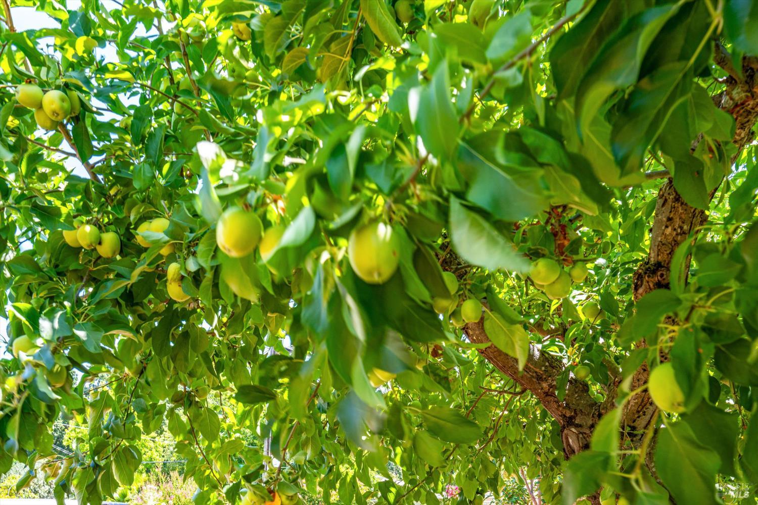 Impeccable Calistoga Home