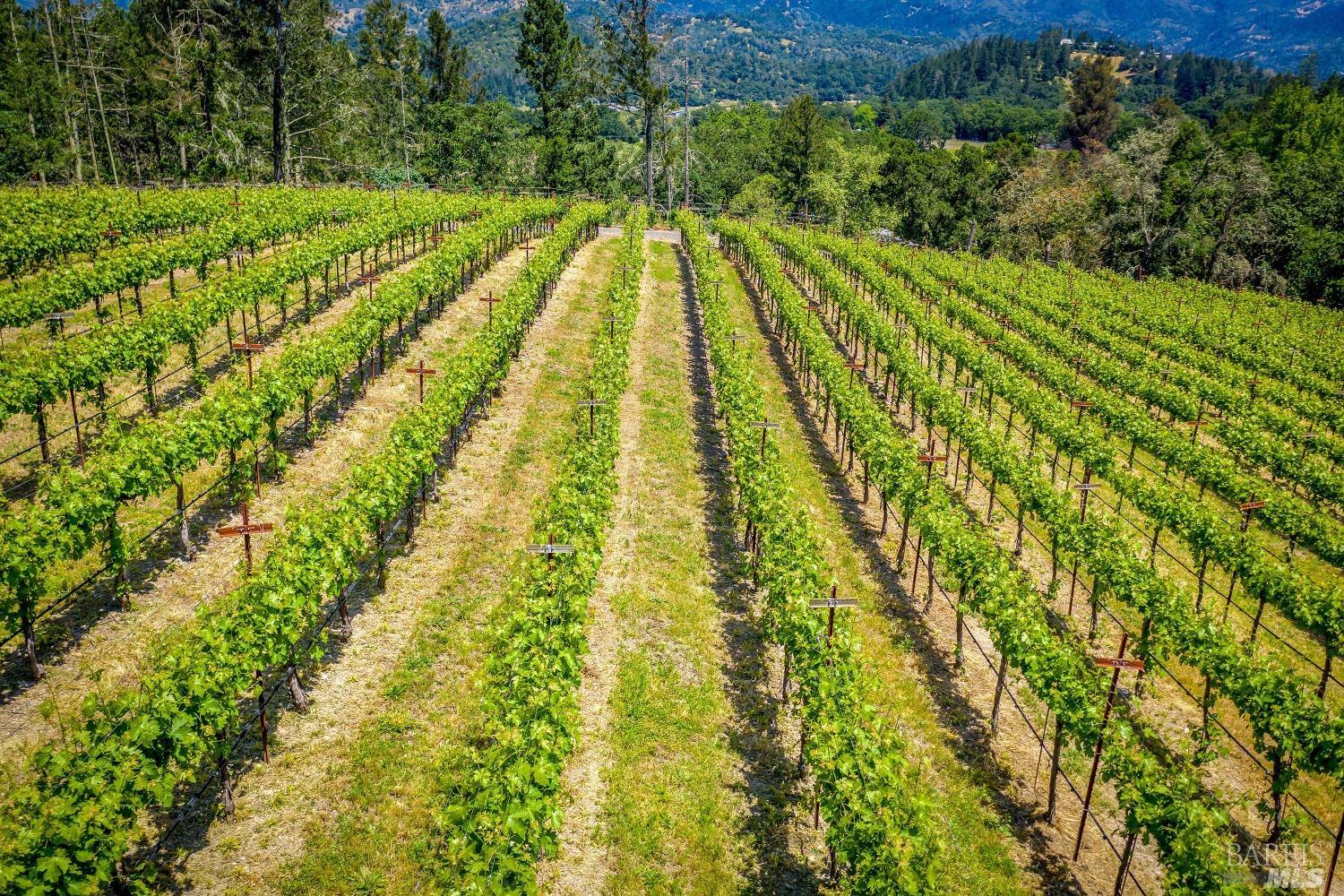 Modern European Vineyard Estate