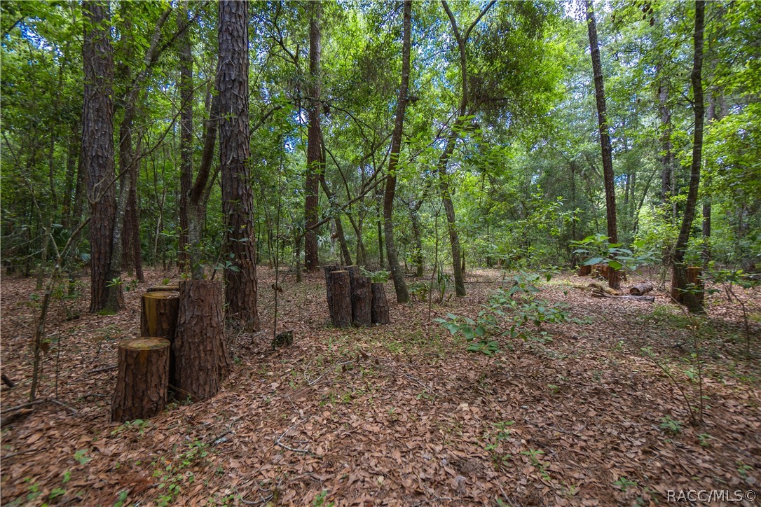 7700 N Palm Oak Drive