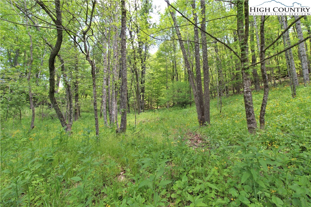 1 Christmas Mountain Lane