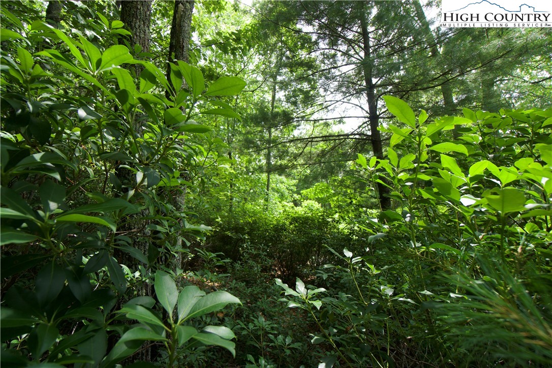 21 Christmas Mountain Lane