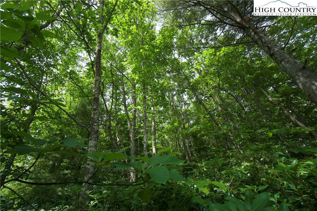 21 Christmas Mountain Lane