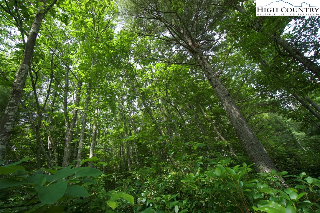 21 Christmas Mountain Lane