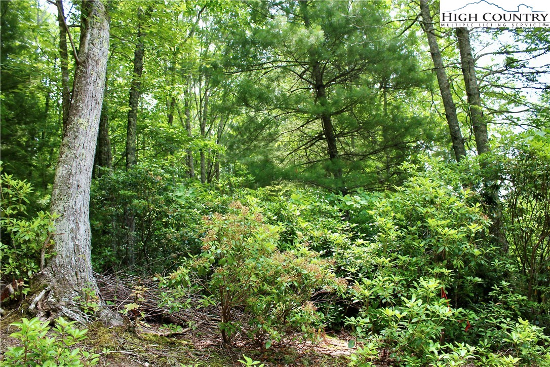 21 Christmas Mountain Lane