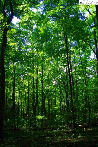 1404 Laurel Creek Ext Road