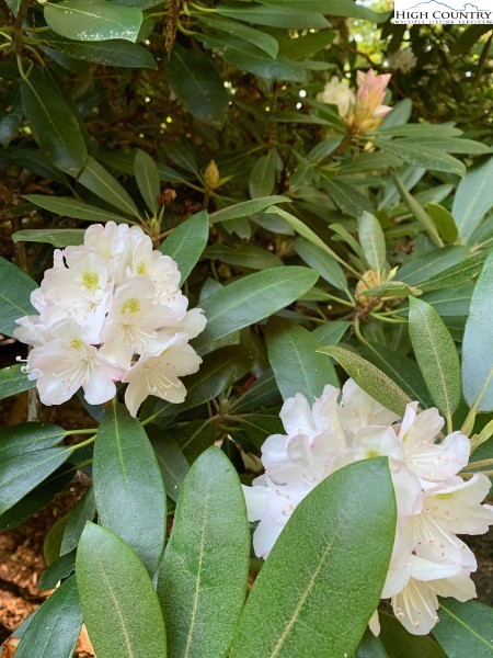 1404 Laurel Creek Ext Road