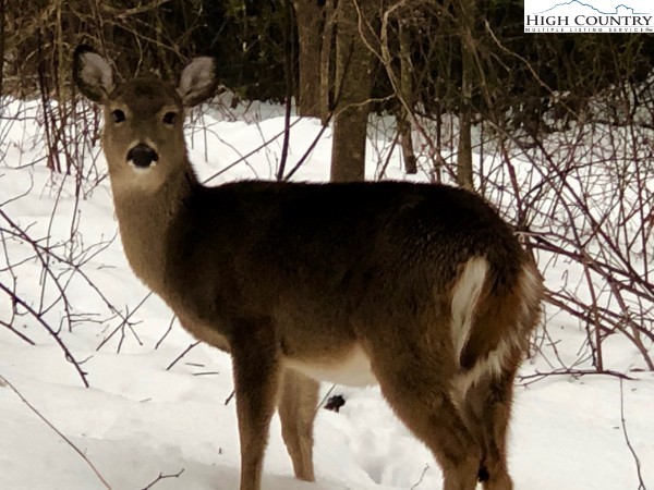 1404 Laurel Creek Ext Road