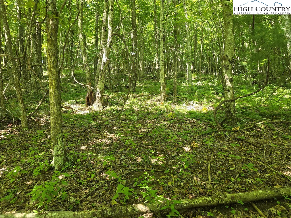 Lot 66 White Tail Trail