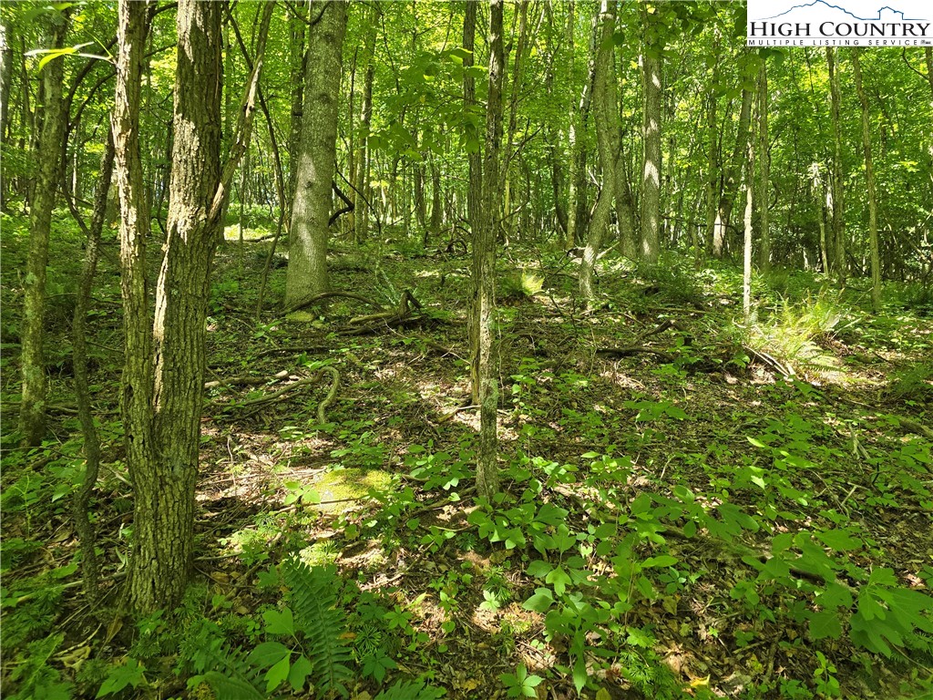 Lot 66 White Tail Trail