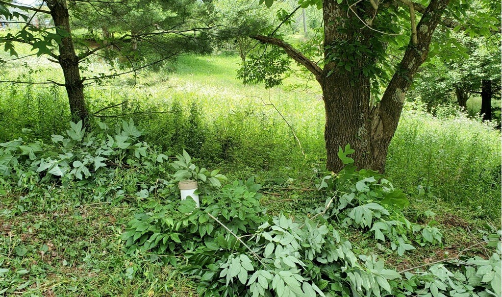 TBD Mulatto Mountain Road