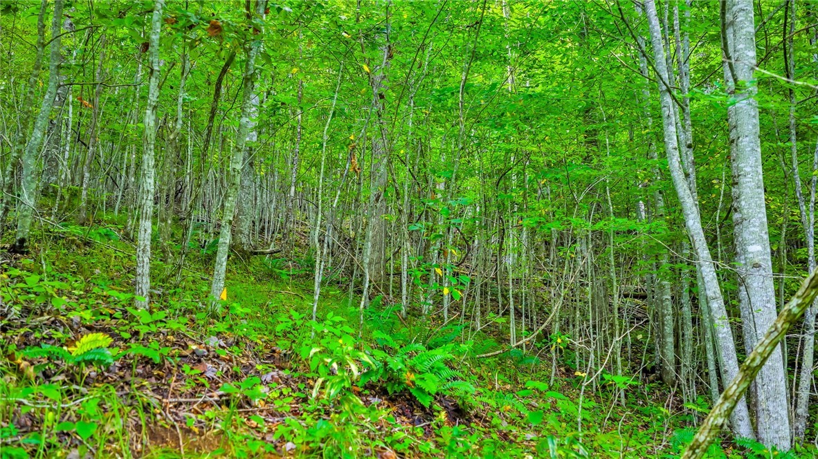 TBD McKinley Ridge Road