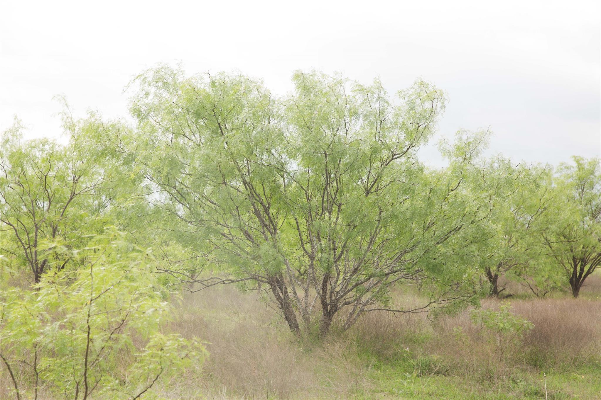 Tract 34 County Road 2800