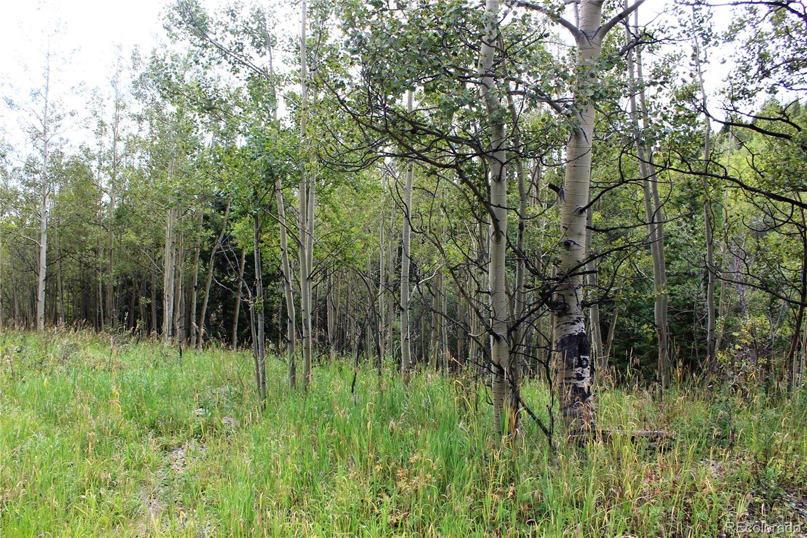 1575 Stewart Gulch Road