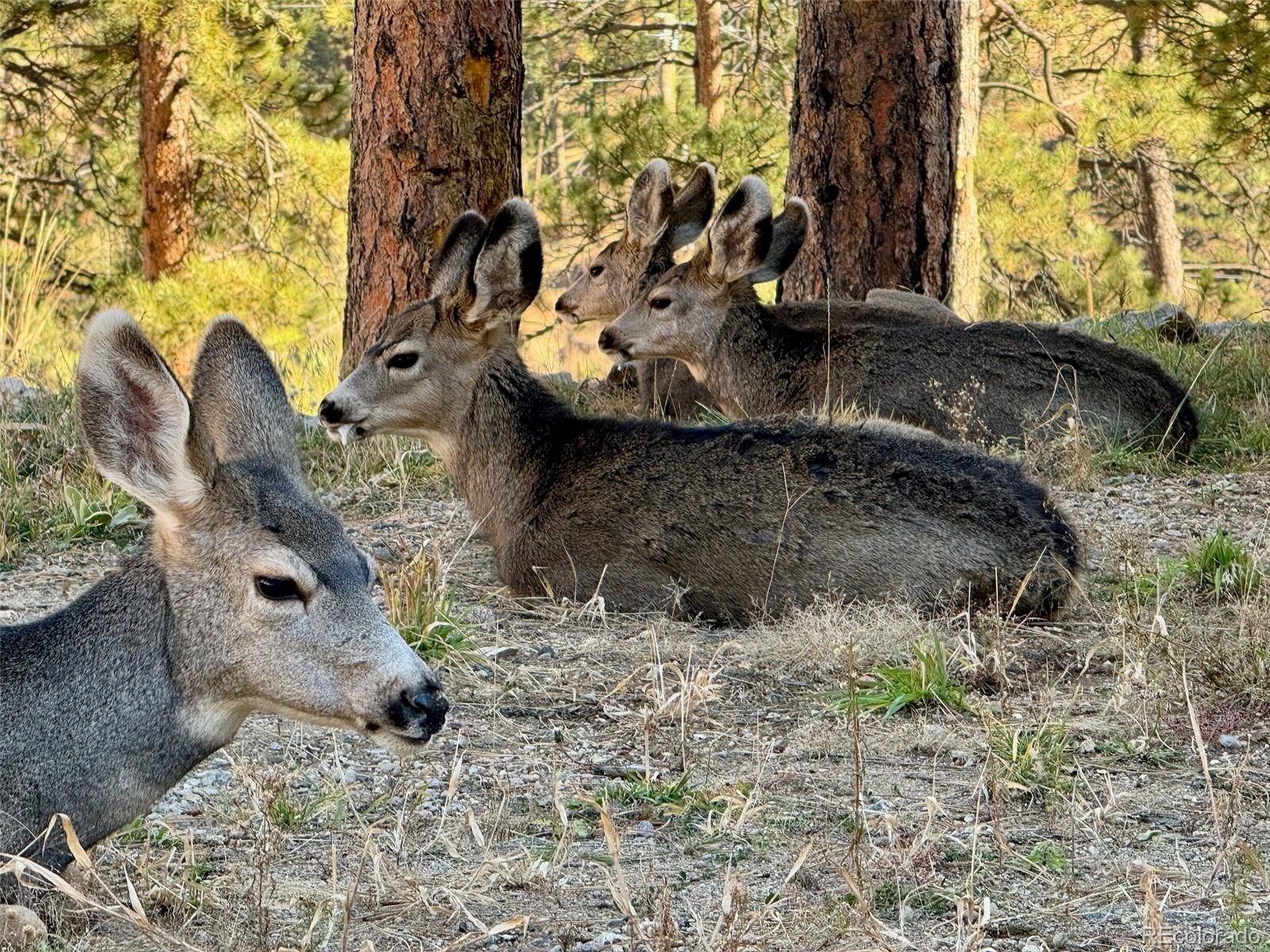 29822 Troutdale Scenic Drive