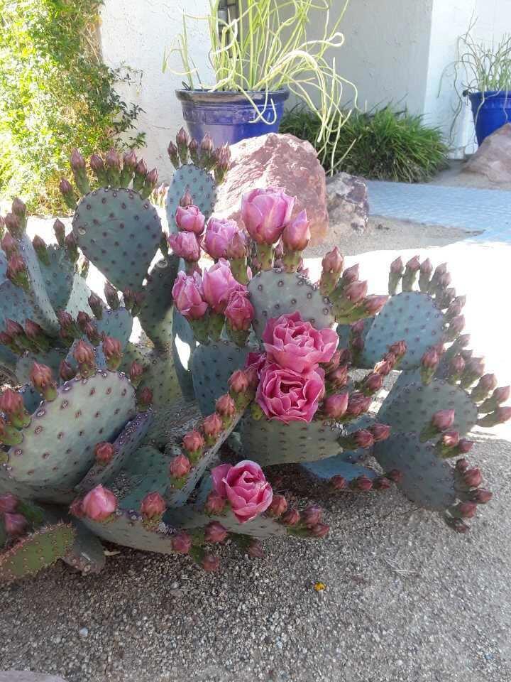 43235 Silk Tree Lane