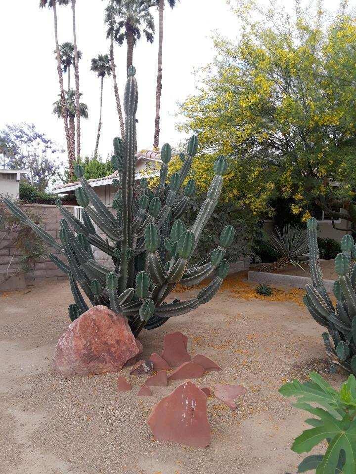 43235 Silk Tree Lane